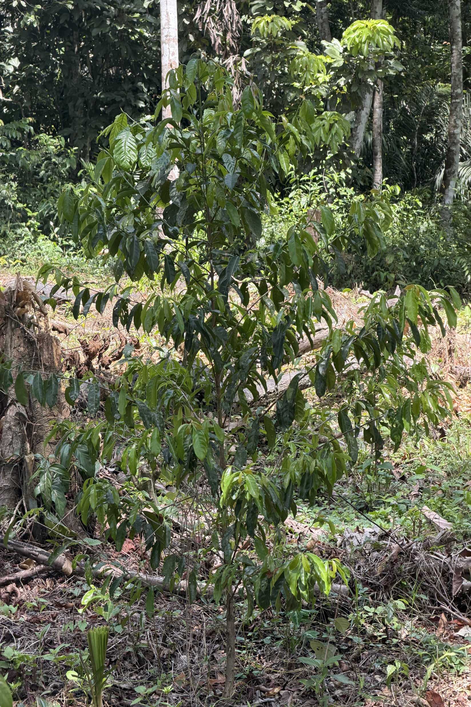 Stenophylla